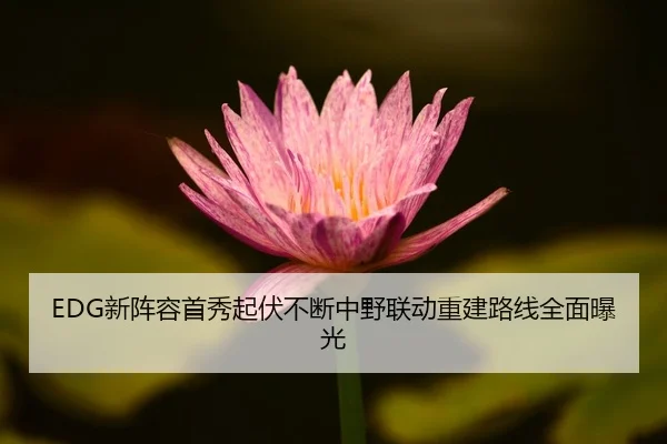 EDG新阵容首秀起伏不断中野联动重建路线全面曝光